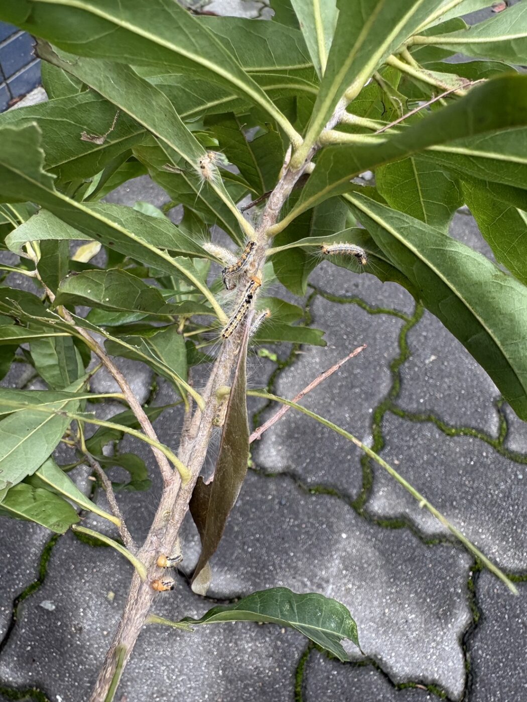 チャドクガ　毛虫　ケムシ