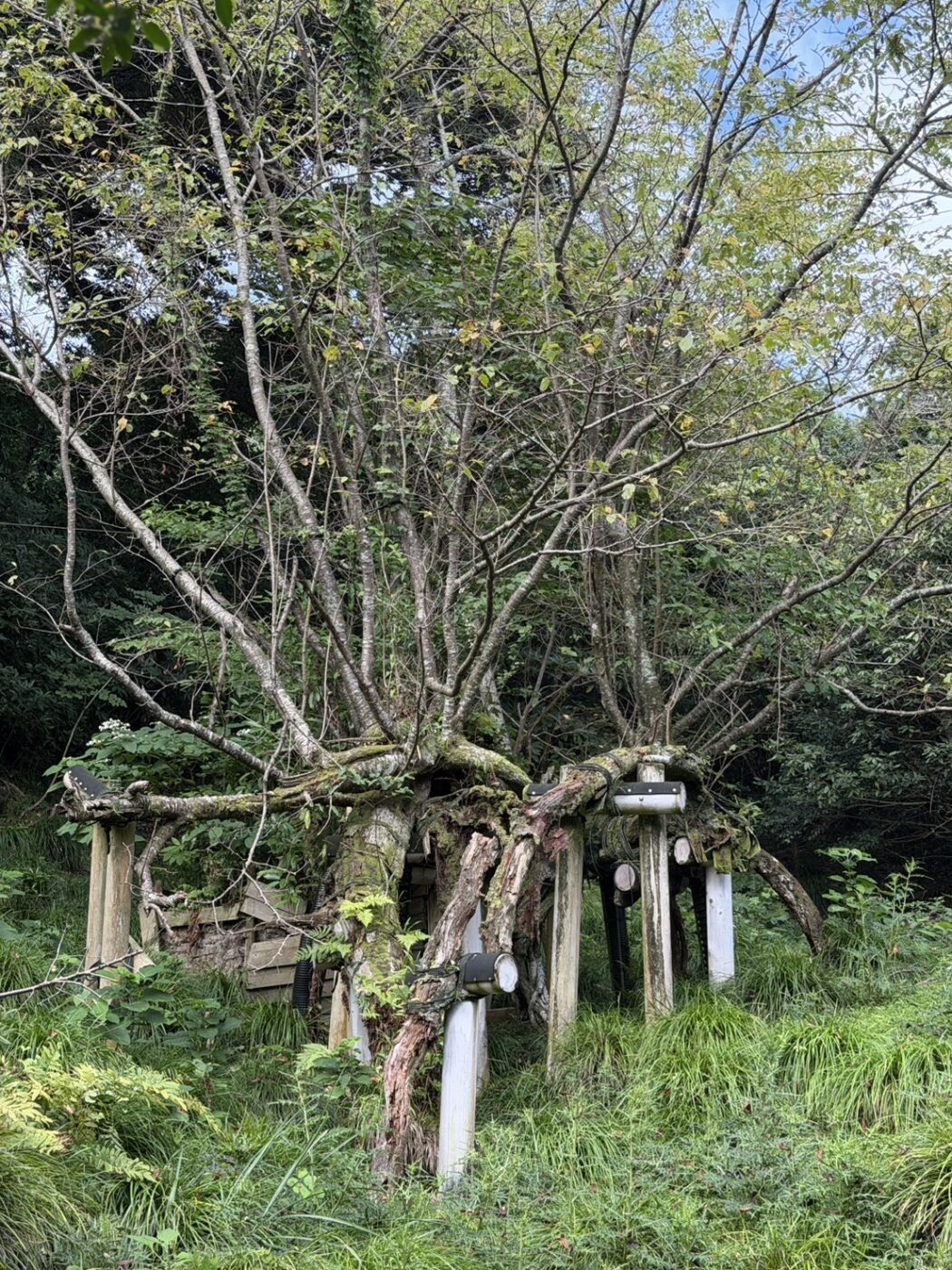 大島　伊豆諸島　サクラ株　天然記念物　桜　樹木医　樹木診断　樹勢回復