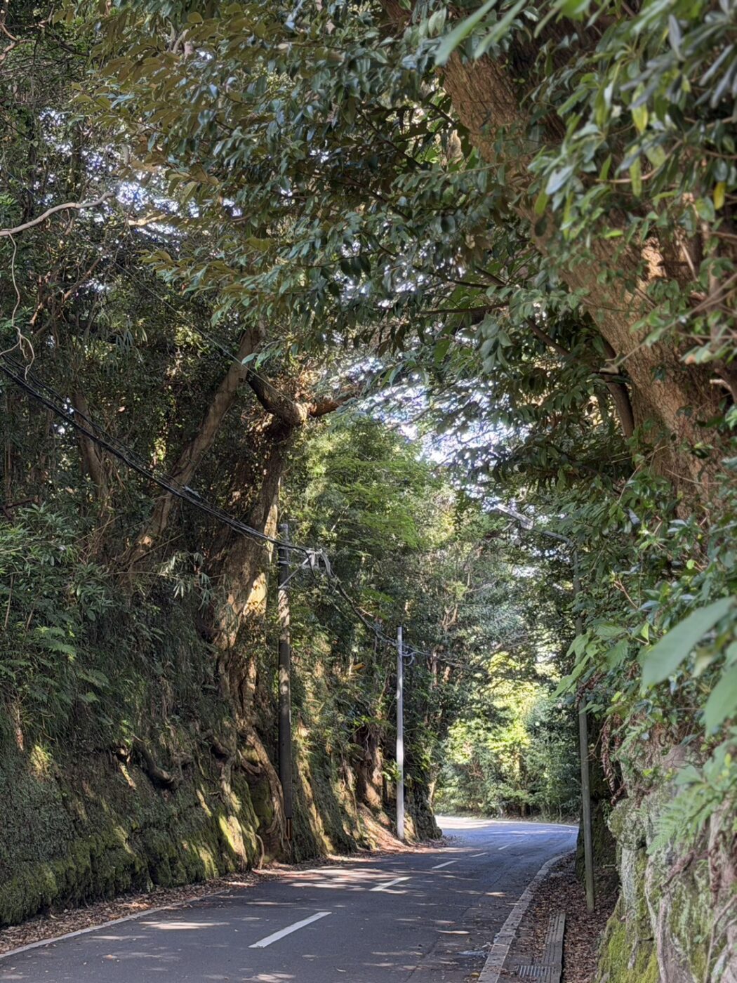 泉津の切通し　大島　伊豆諸島　スダジイ　樹木医