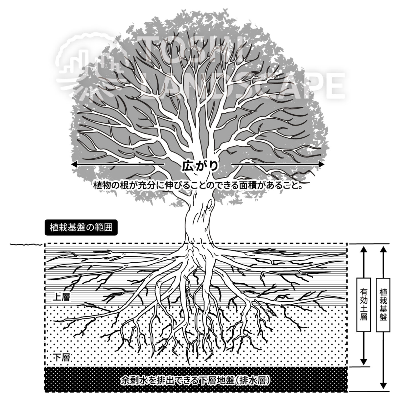 植栽基盤とは イラスト 有効土層 排水層 根系