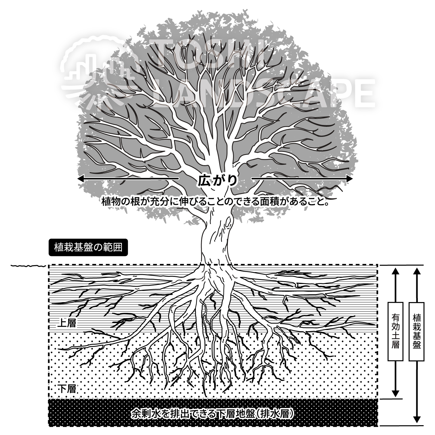 植栽基盤とは イラスト 有効土層 排水層 根系