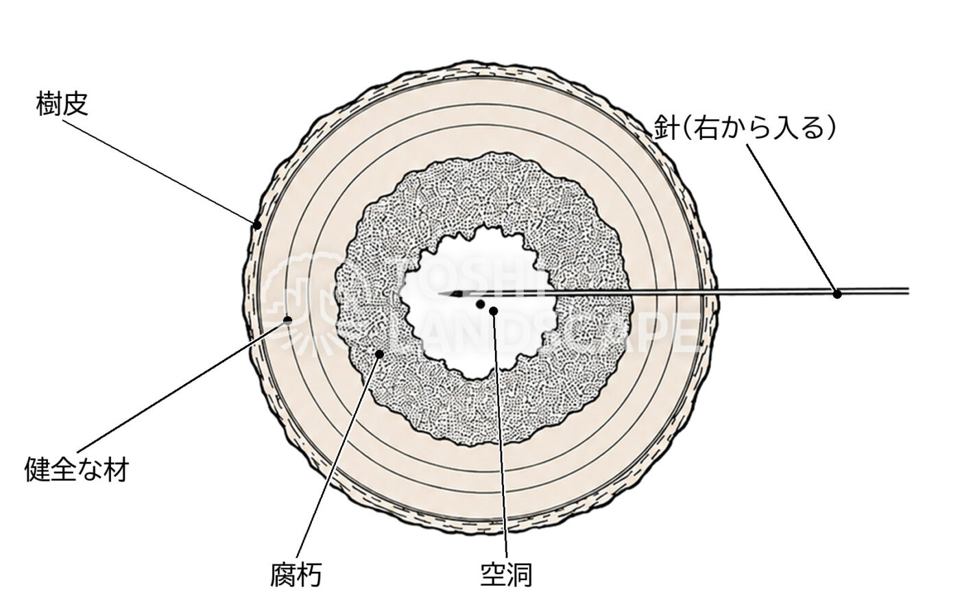 レジ 針 樹皮 健全材 腐朽 空洞 断面 穿孔