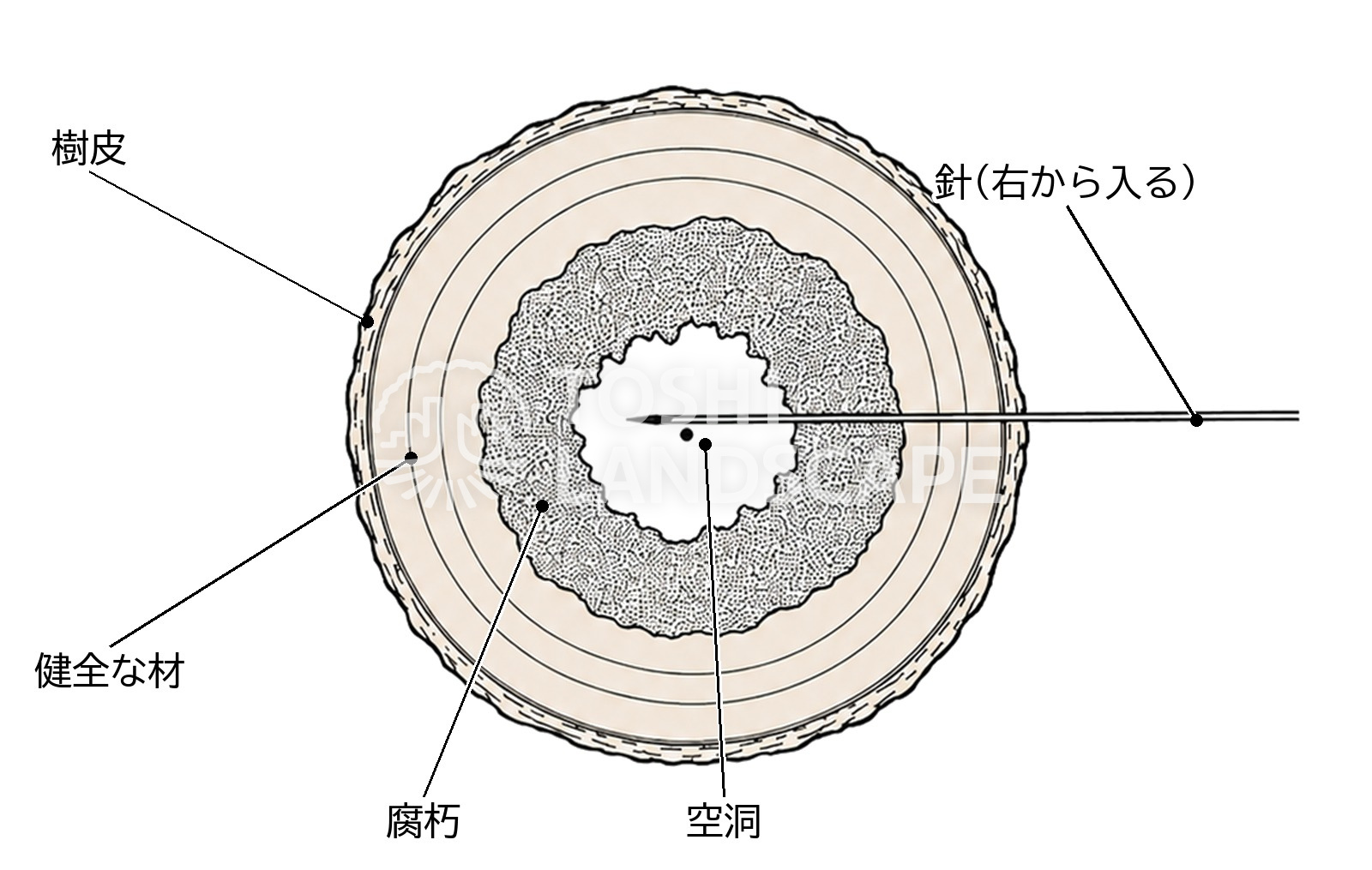 レジ 針 樹皮 健全材 腐朽 空洞 断面 穿孔