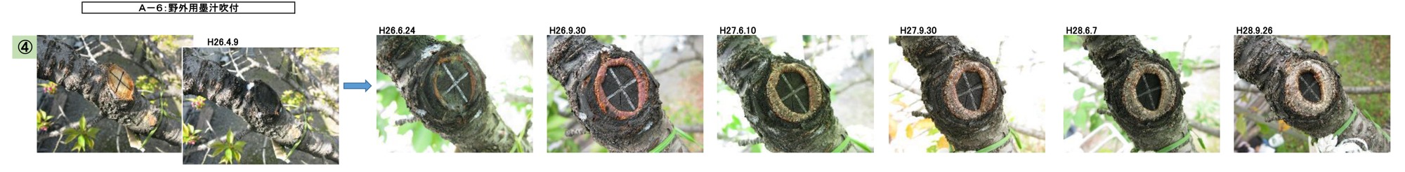 墨汁 切り口 経過 癒合剤 代用 ジュズカケザクラ 愛知県植木センター