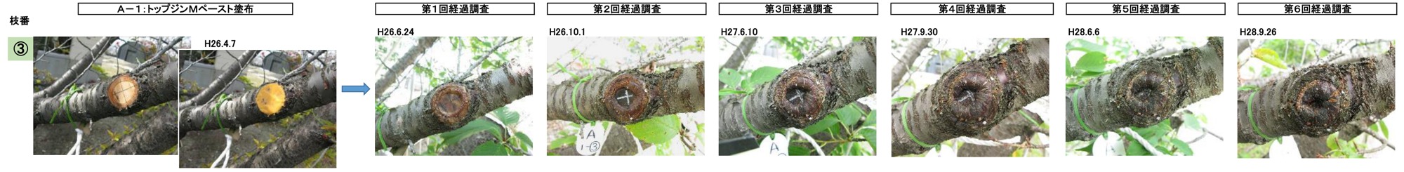 トップジンMペースト 切り口 経過 巻き込み ジュズカケザクラ 2年半