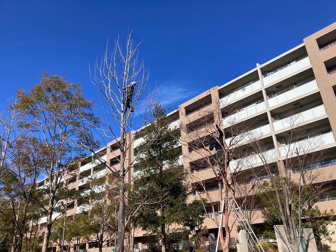 マンション 高木 樹上作業 ツリークライミング 冬の剪定 植栽管理