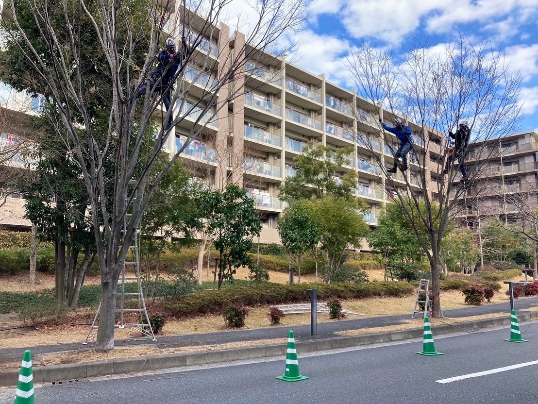 マンション 高木剪定 樹上作業 ツリークライミング 冬の剪定 植栽管理