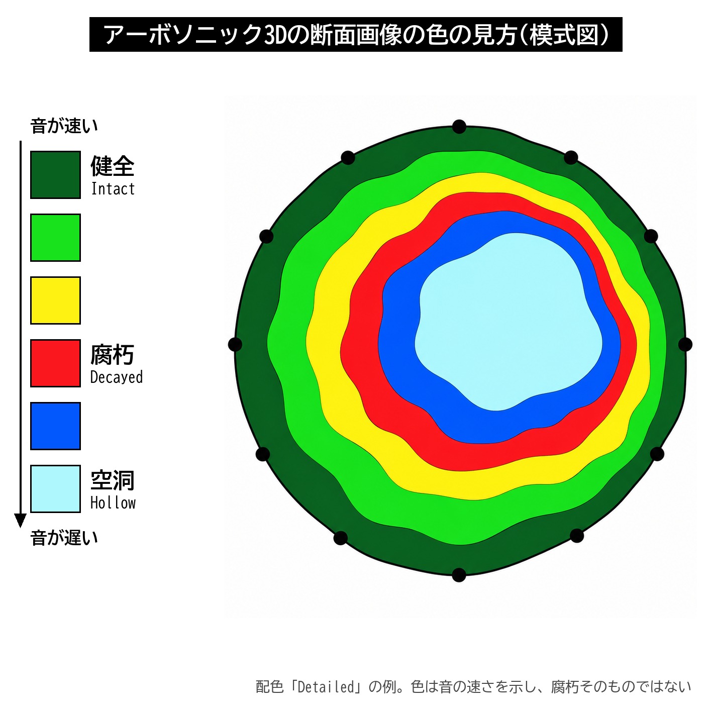 アーボソニック3D 断面画像 トモグラム 色の見方 健全 腐朽 空洞 凡例