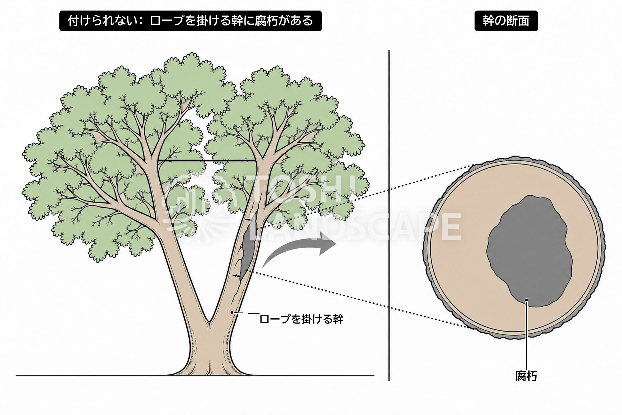 ケーブリング 付けられない 腐朽 幹 断面 ロープを掛ける幹 イラスト
