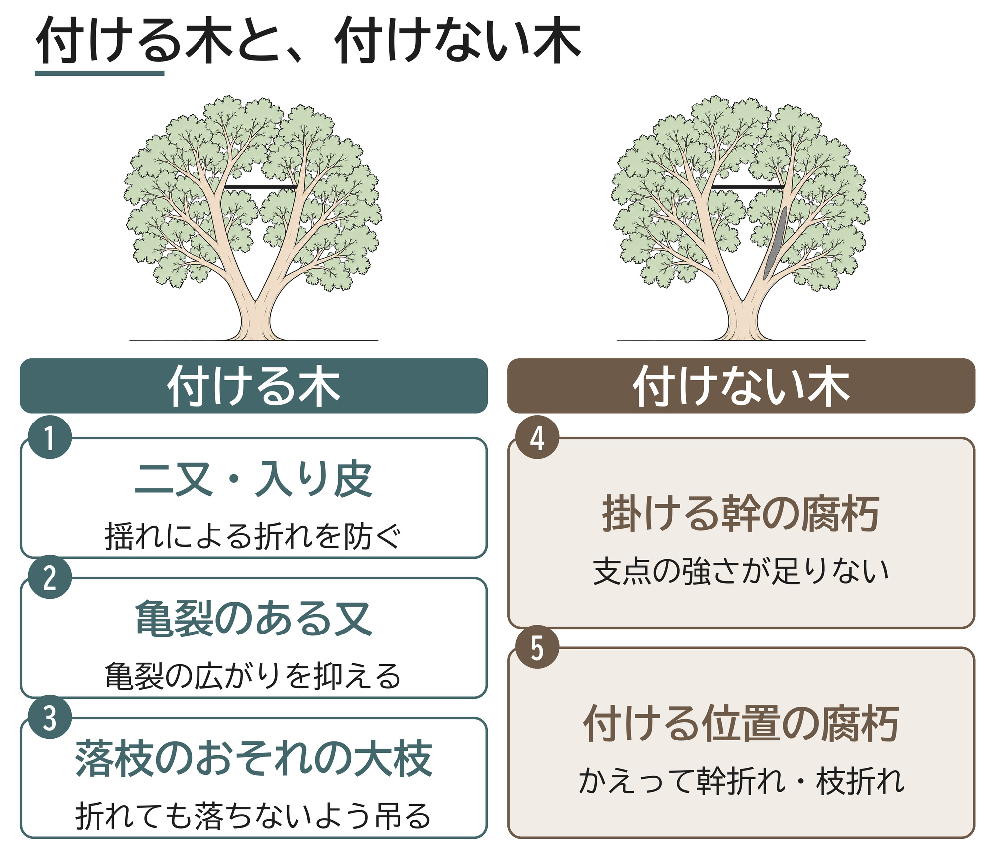 ケーブリング 付ける木 付けない木 二又 入り皮 亀裂 落枝 腐朽 図解