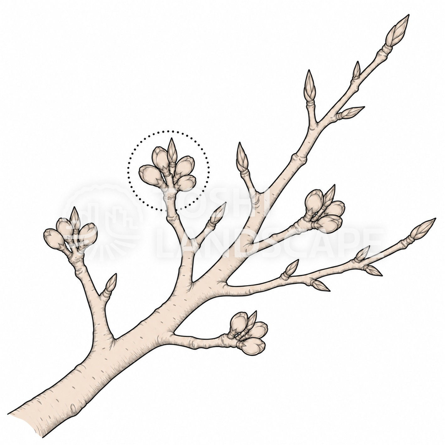 サクラ 花芽 葉芽 冬芽 短枝 ソメイヨシノ 剪定の時期 図解