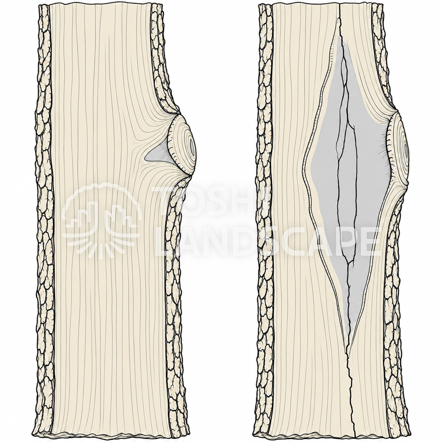 フラッシュカット 腐朽 枝の付け根 縦断面 比較 図解