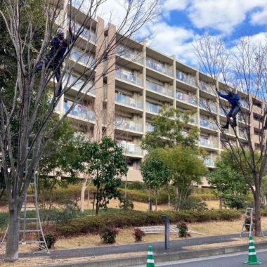 マンション 高木 伐採 届け出 保存樹木 樹木医