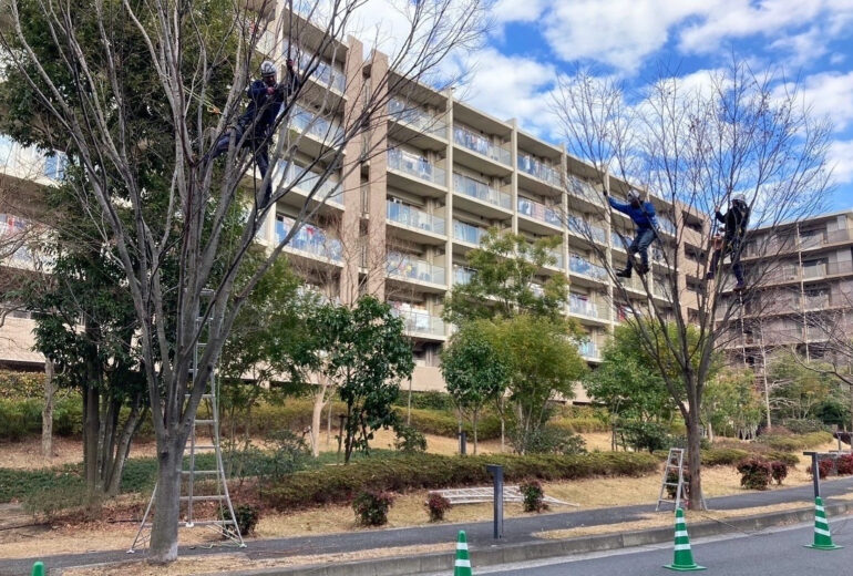 マンション 高木 伐採 届け出 保存樹木 樹木医