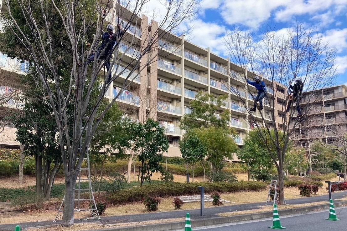 マンション 高木 伐採 届け出 保存樹木 樹木医