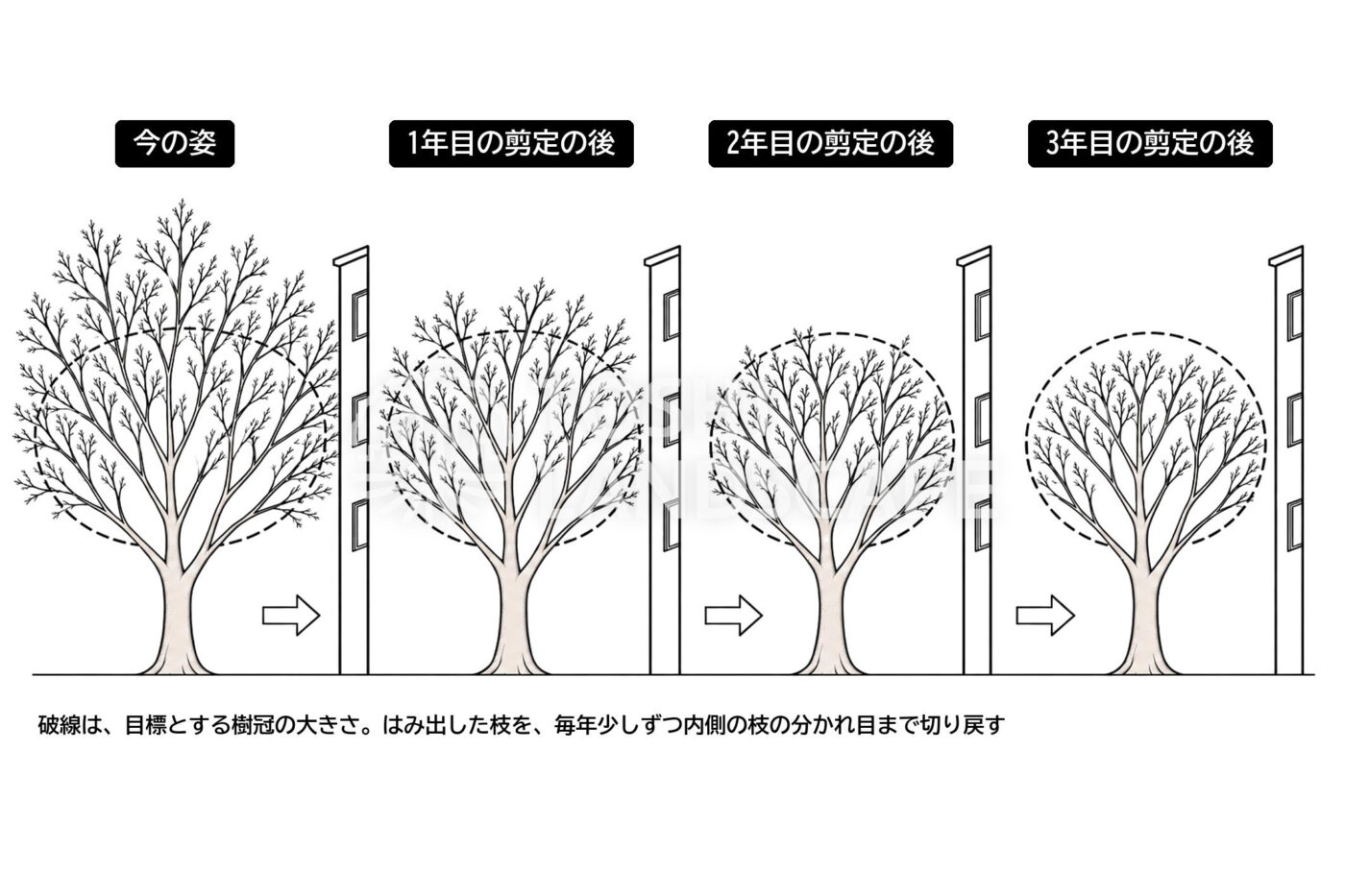 樹冠 縮小 剪定計画 目標樹形 数年 高木 イラスト