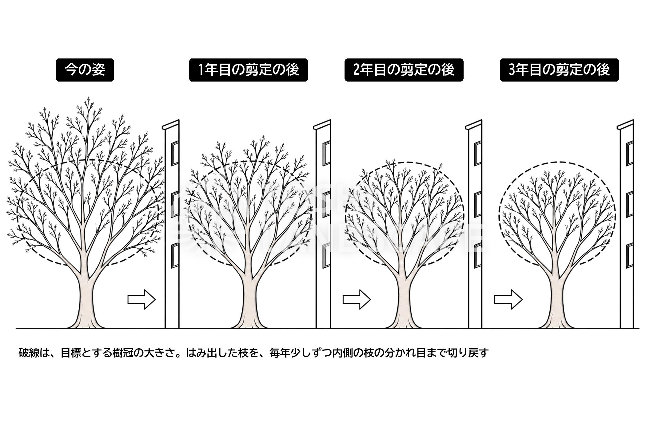 樹冠 縮小 剪定計画 目標樹形 数年 高木 イラスト