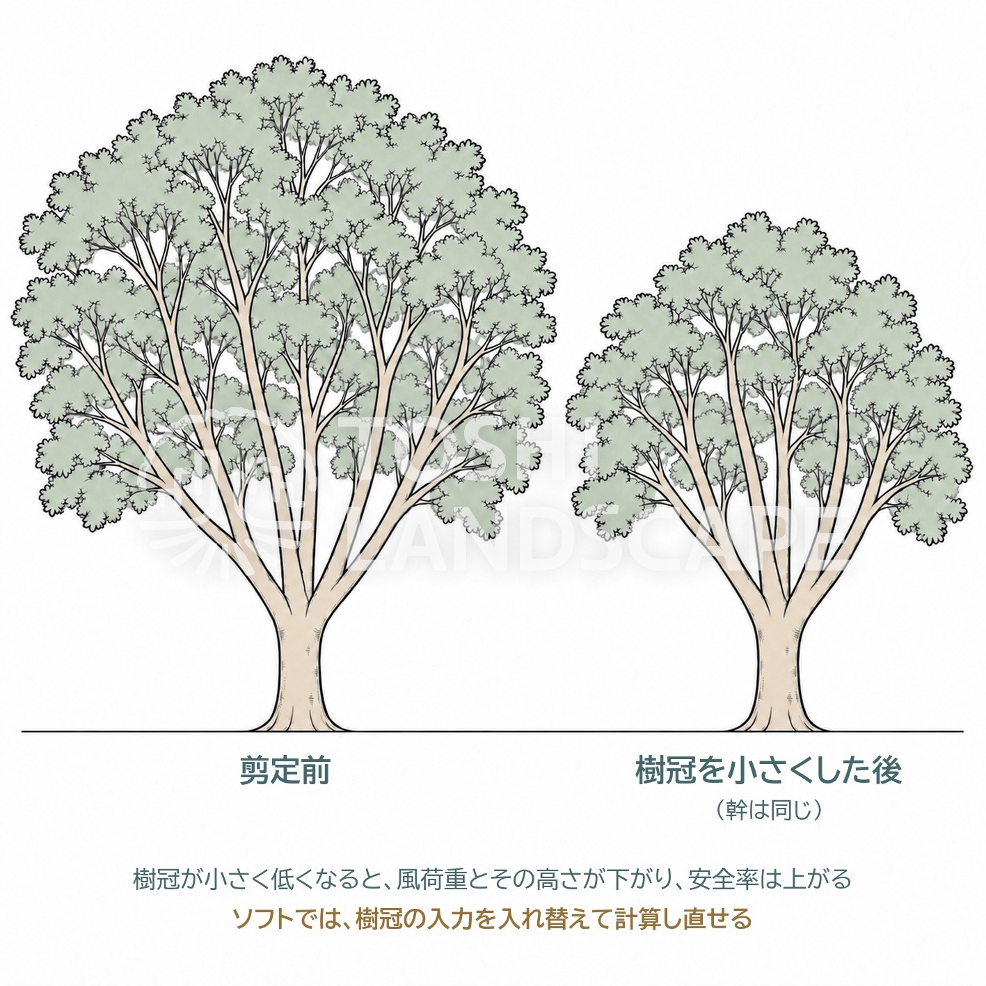 アーボソニック3D 安全率 樹冠縮小 剪定 計算し直す 風荷重 同じ幹 比較