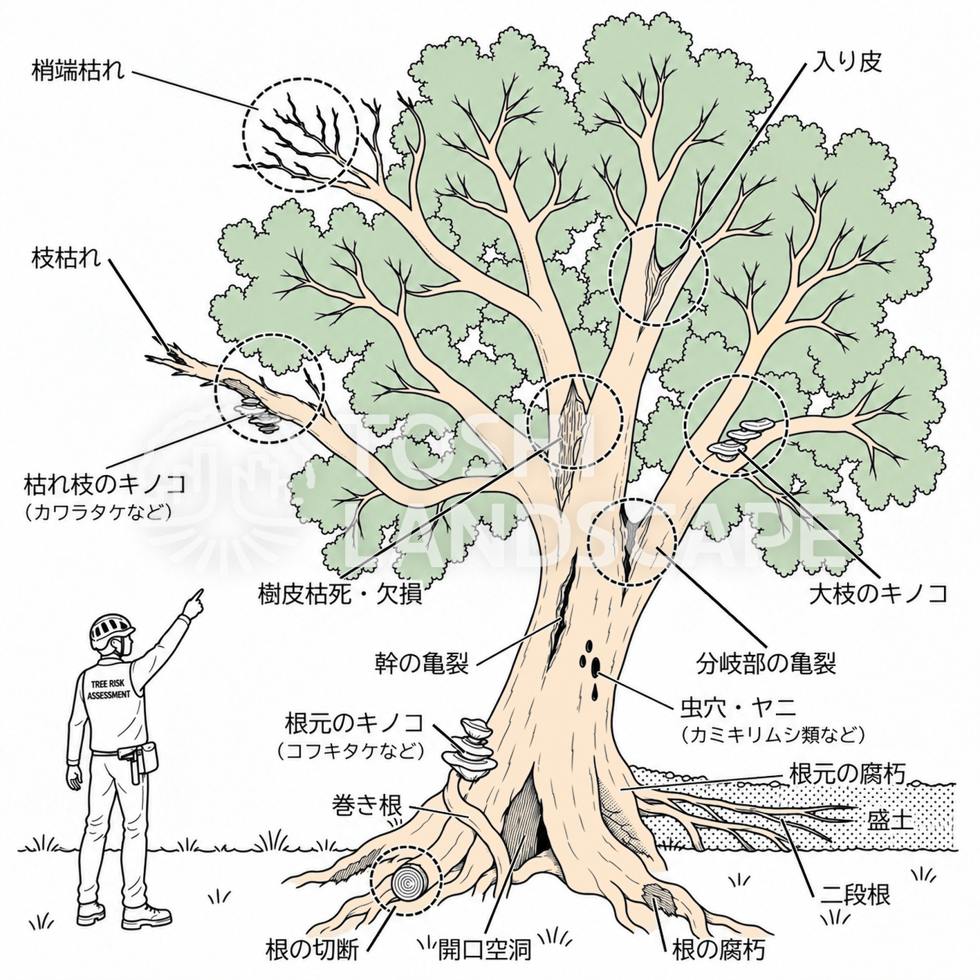 診断概要図 異常の位置 樹皮欠損 空洞 キノコ 枯枝 スタブカット 巻き根 外観診断