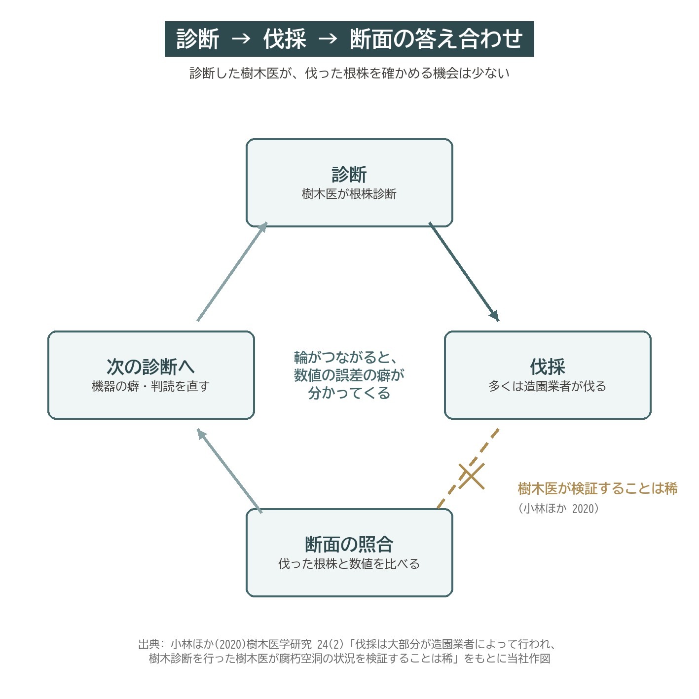樹木診断 伐採 断面 照合 答え合わせ 樹木医 検証 流れ