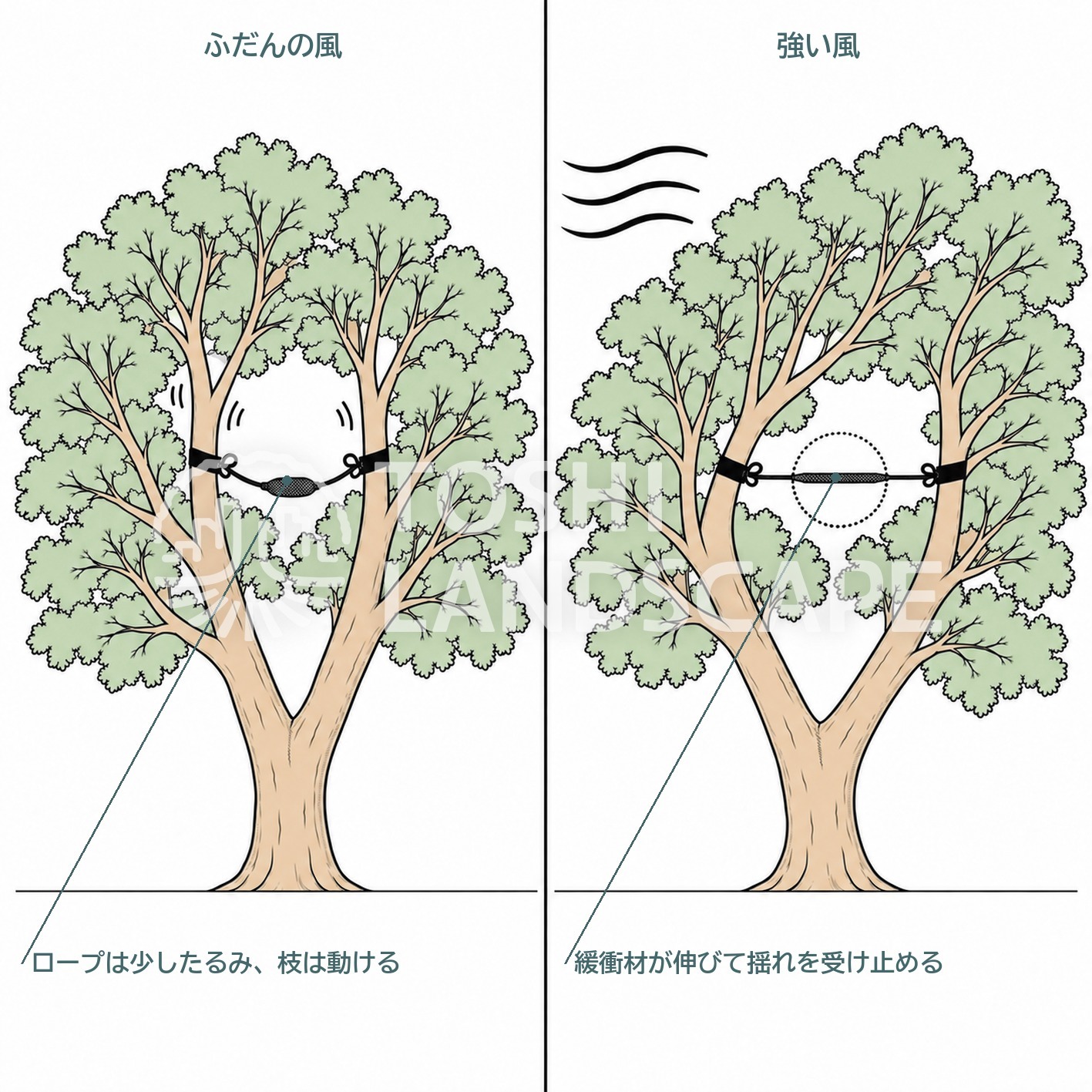 動的ケーブリング ダイナミック 風 緩衝材 ケヤキ 補償成長 イラスト