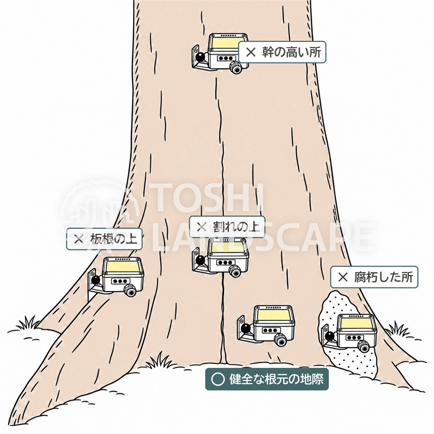 ダイナルート 傾斜計 付ける位置 地際 板根 腐朽 割れ 図解