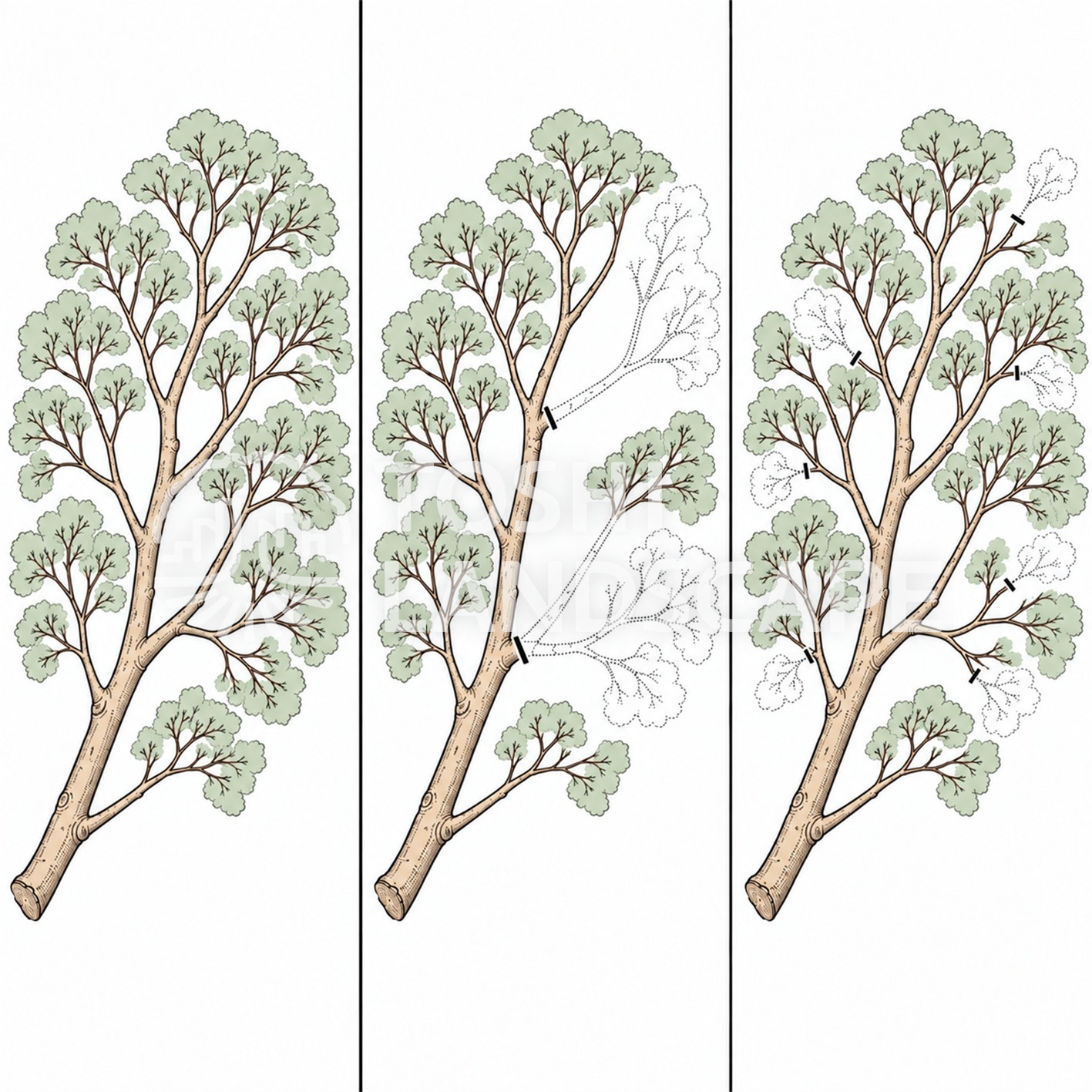 常緑樹 大枝透かし 中枝透かし 透かしの深さ シラカシ 比較 図解