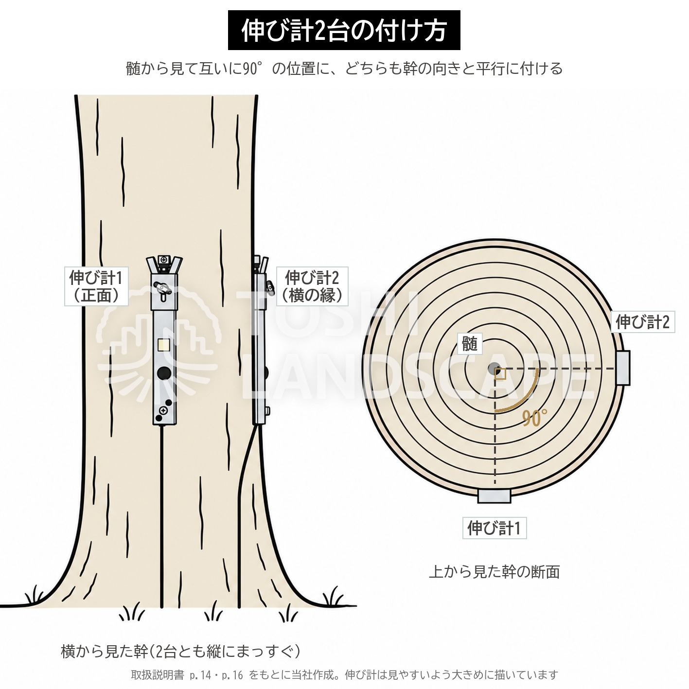 ダイナツリー 伸び計 エラストメーター 位置 髄 90度 幹と平行 模式図