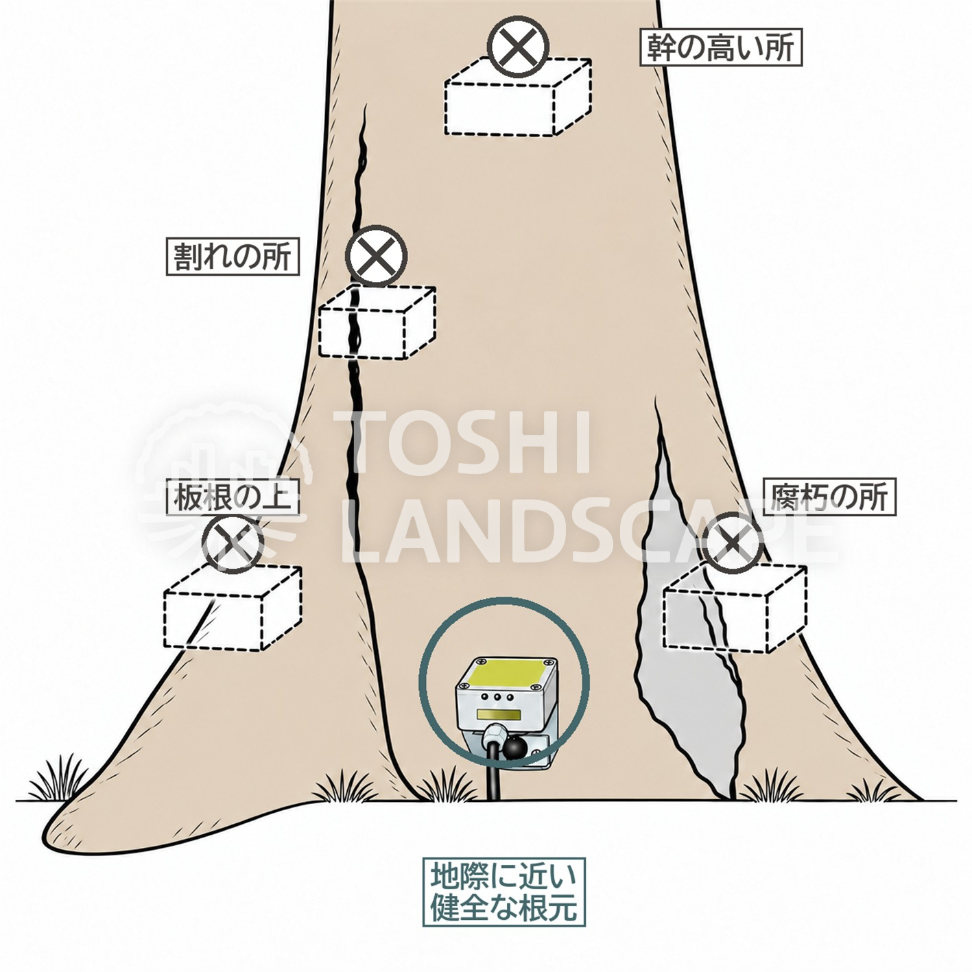 ダイナツリー 傾き計 付ける位置 根元 地際 板根 腐朽 割れ 避ける所 図解
