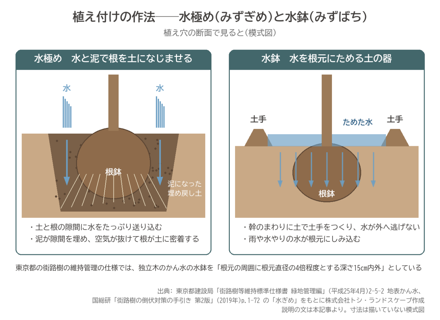 水極め 水鉢 植え付け 苗木 根鉢 断面 模式図 植樹