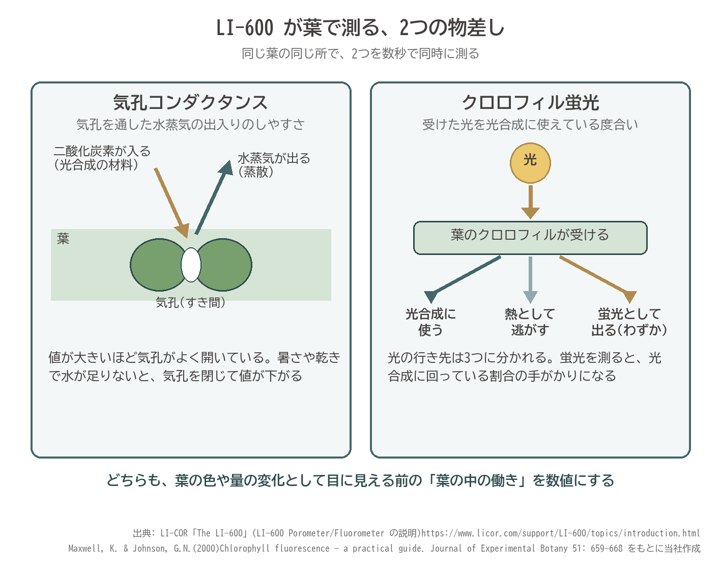 LI-600 気孔コンダクタンス クロロフィル蛍光 気孔 光合成 葉 図解