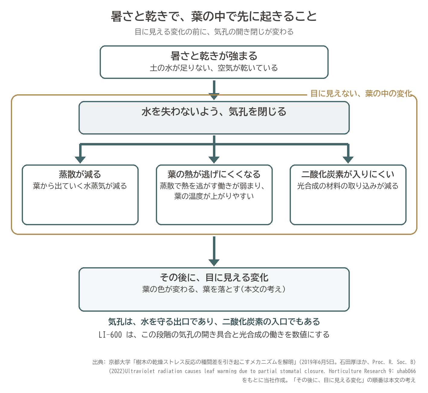 猛暑 乾燥 気孔 閉じる 蒸散 葉温 二酸化炭素 光合成 図解