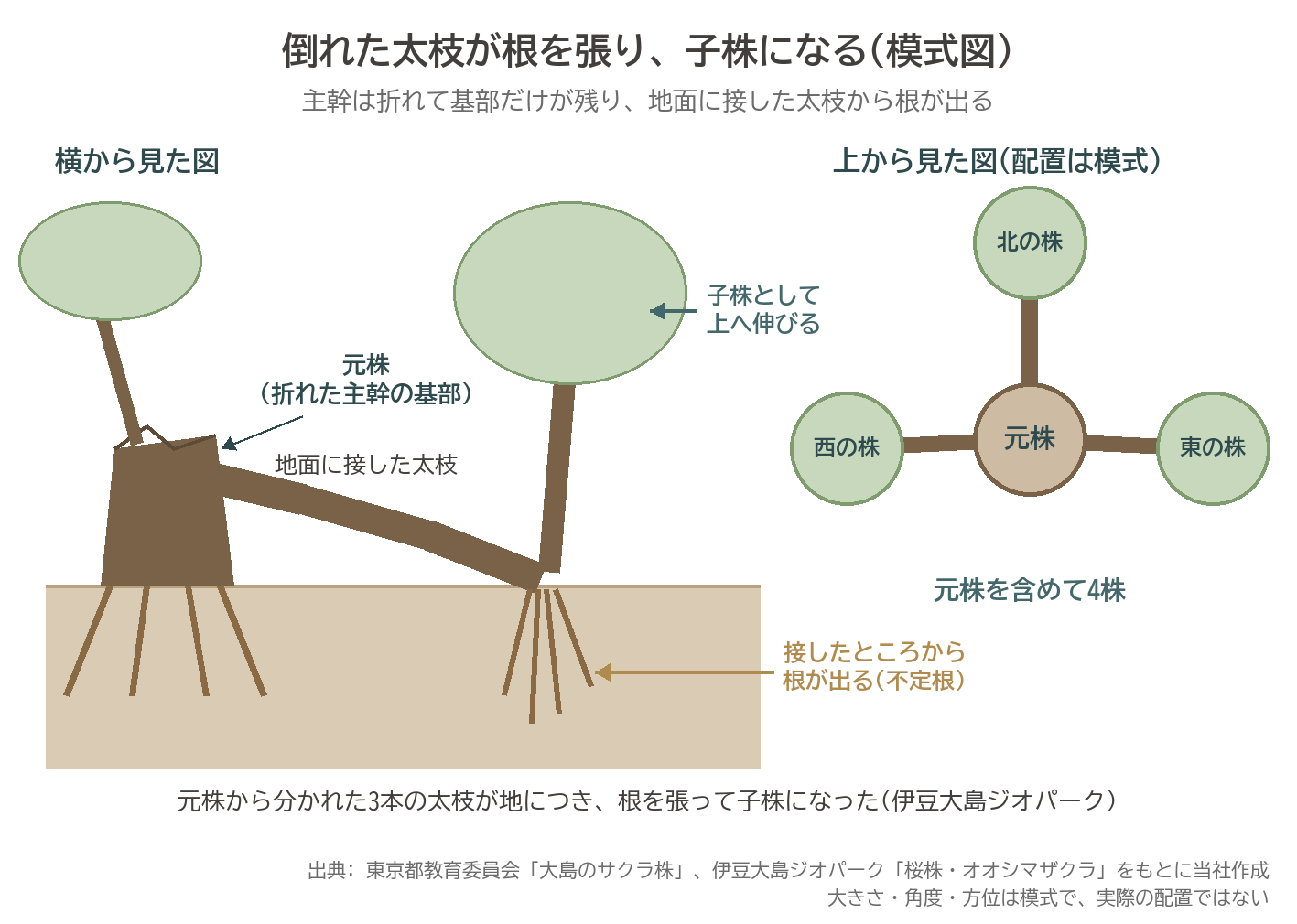 大島のサクラ株 元株 子株 太枝 不定根 発根 模式図 オオシマザクラ