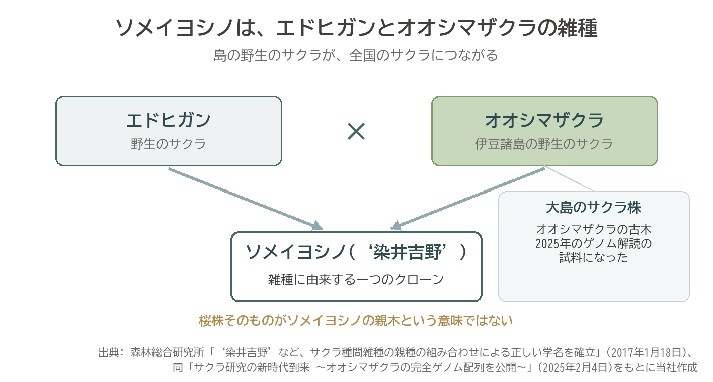 ソメイヨシノ 染井吉野 エドヒガン オオシマザクラ 雑種 クローン 大島のサクラ株 ゲノム