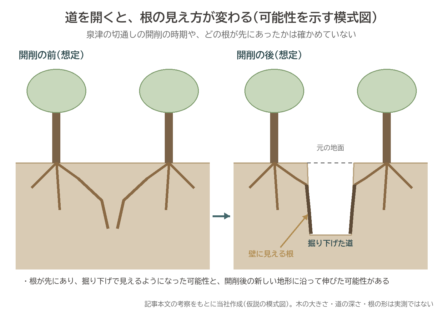切通し 開削 前後 断面 根の露出 模式図 仮説 泉津 スダジイ
