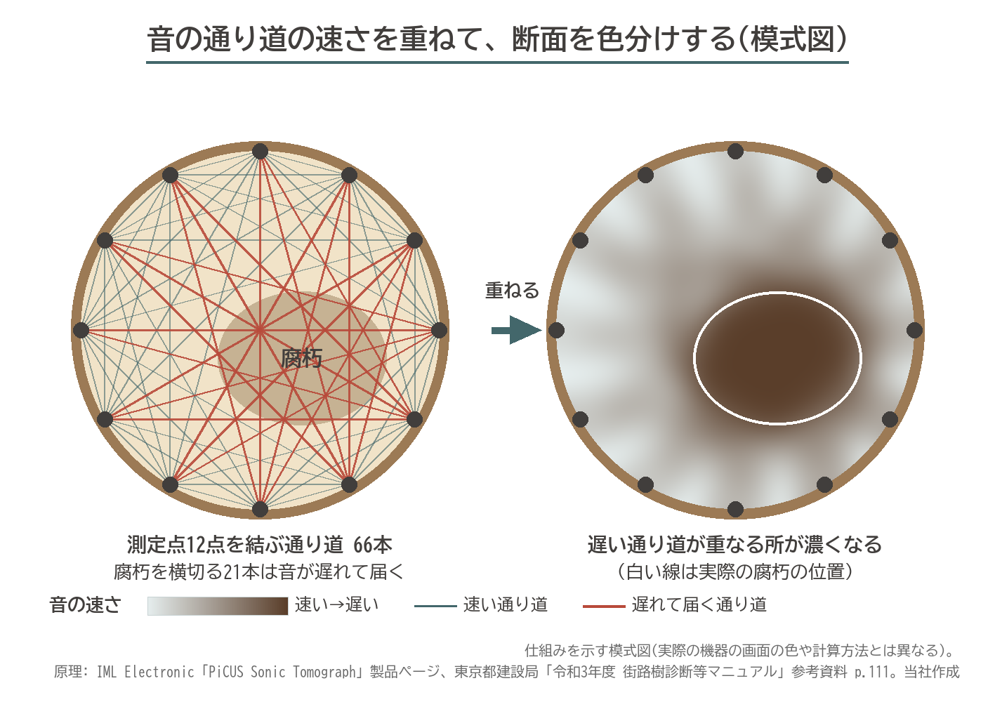 ピカス 音波 通り道 66本 腐朽 遅れて届く 断面 色分け 模式図