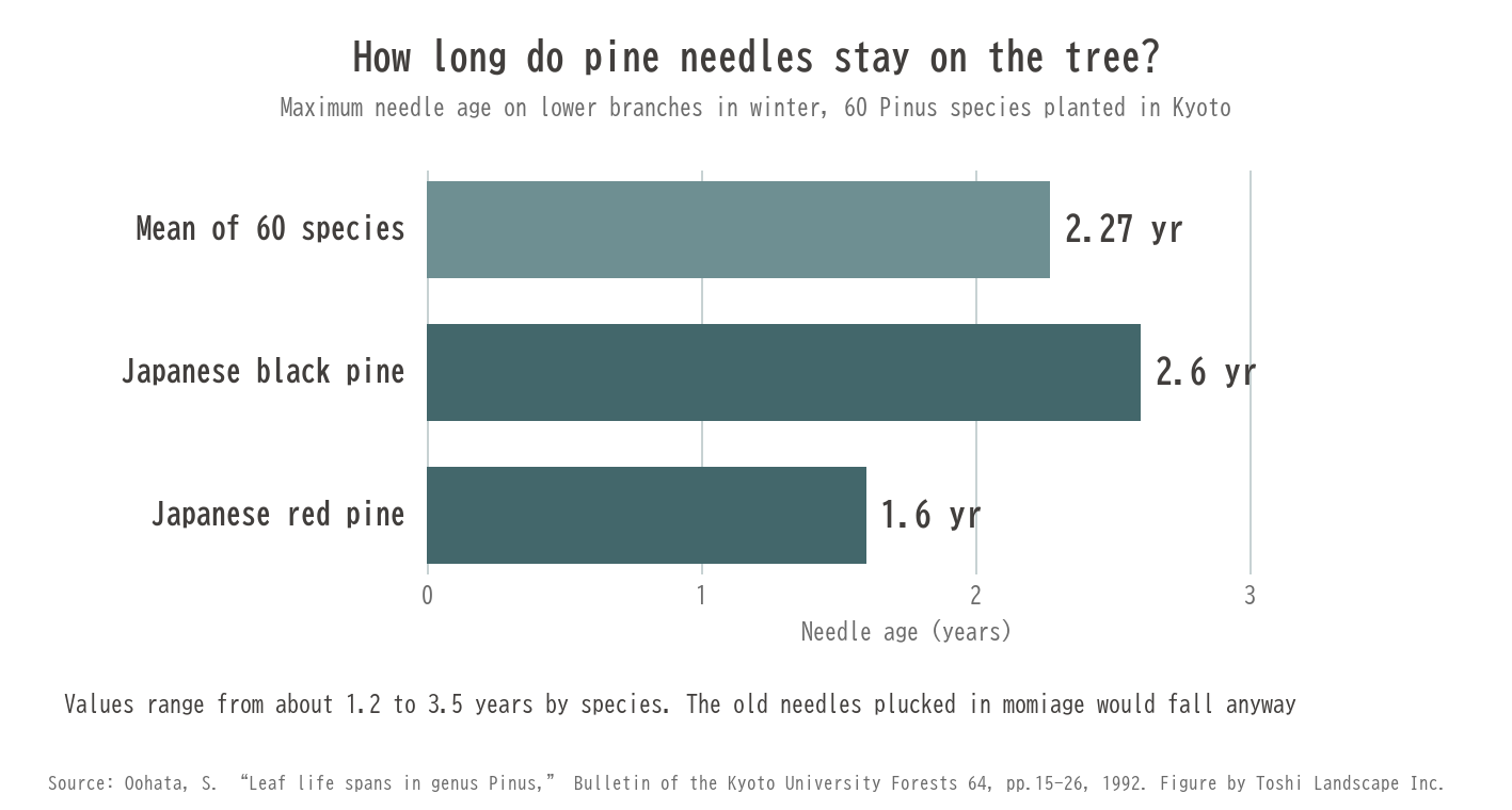 Pine needle age: mean of 60 Pinus species 2.27 years, Japanese black pine 2.6, Japanese red pine 1.6