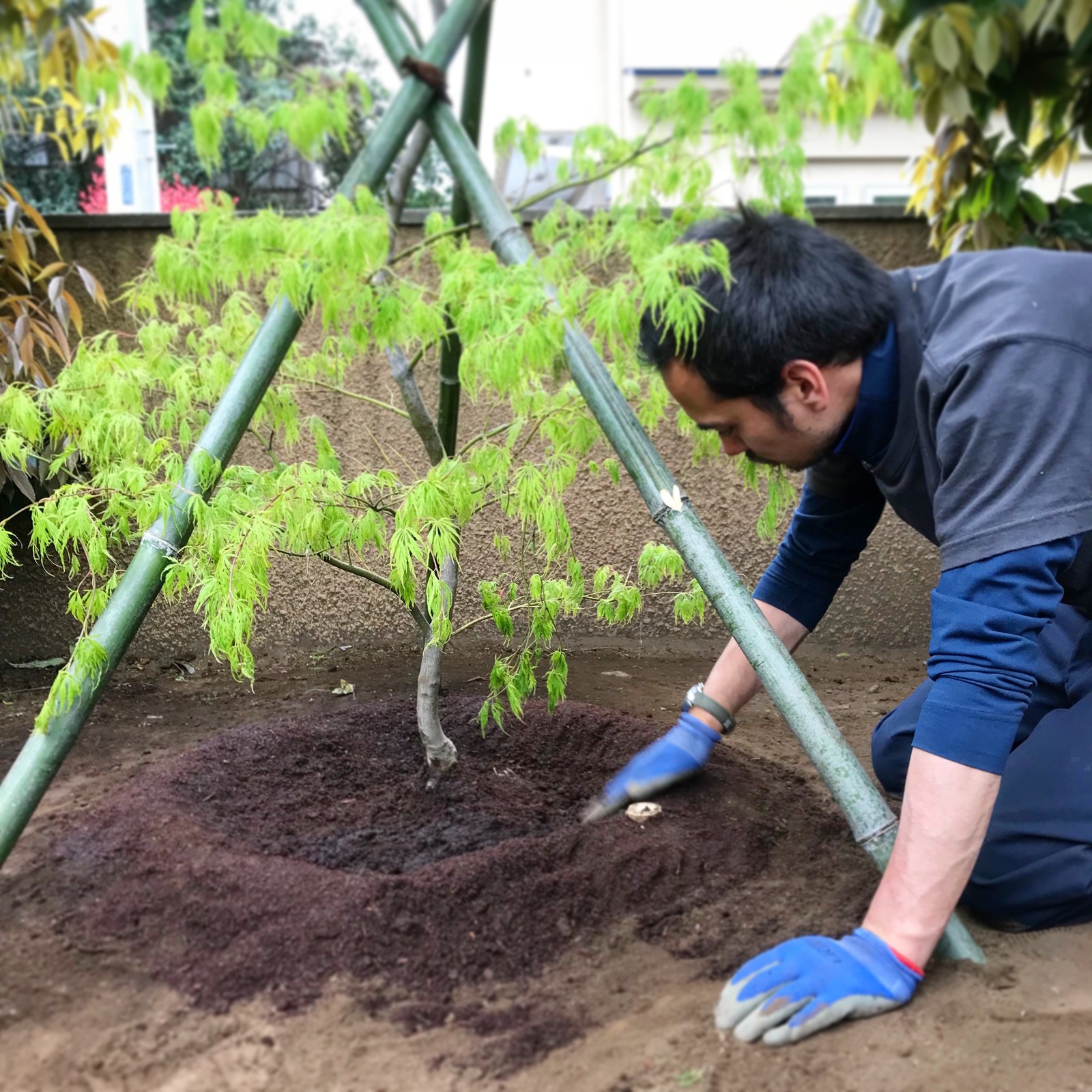 八ツ掛支柱 竹 植栽 マルチング 樹木医 写真