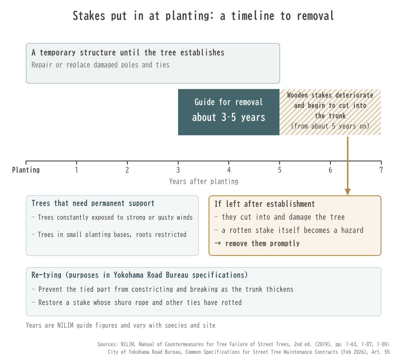 tree stake removal timing 3-5 years girdling re-tying permanent support diagram