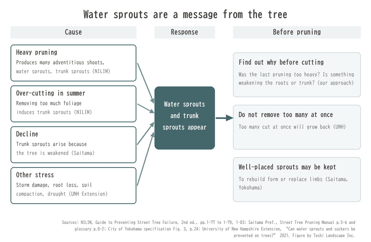 Why water sprouts and trunk sprouts appear, and what to check before pruning