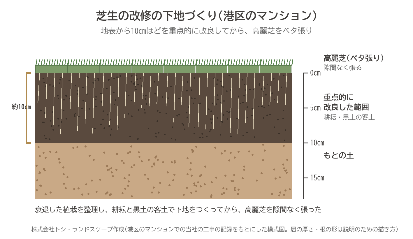 マンション 芝生 改修 下地づくり 耕耘 黒土 客土 10cm 高麗芝 ベタ張り 断面 港区