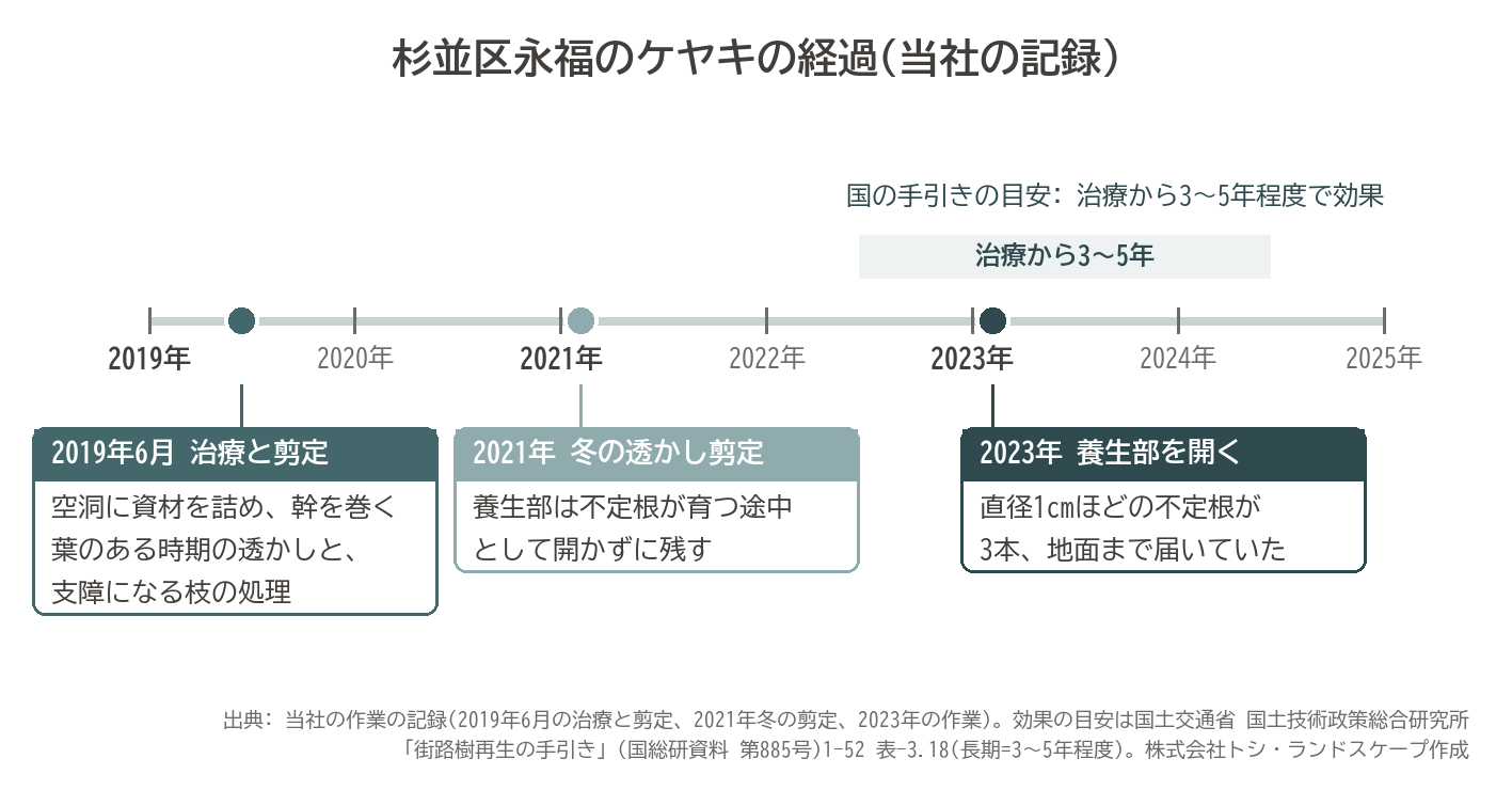 杉並区永福のケヤキの経過 2019年6月 治療と剪定 2021年冬の透かし剪定 養生部は開かず 2023年 養生部を開く 直径1cmほどの不定根3本 国の手引きの目安3〜5年