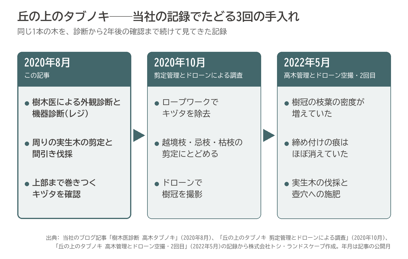 タブノキ 樹木医診断 キヅタ除去 経過 横浜市 記録