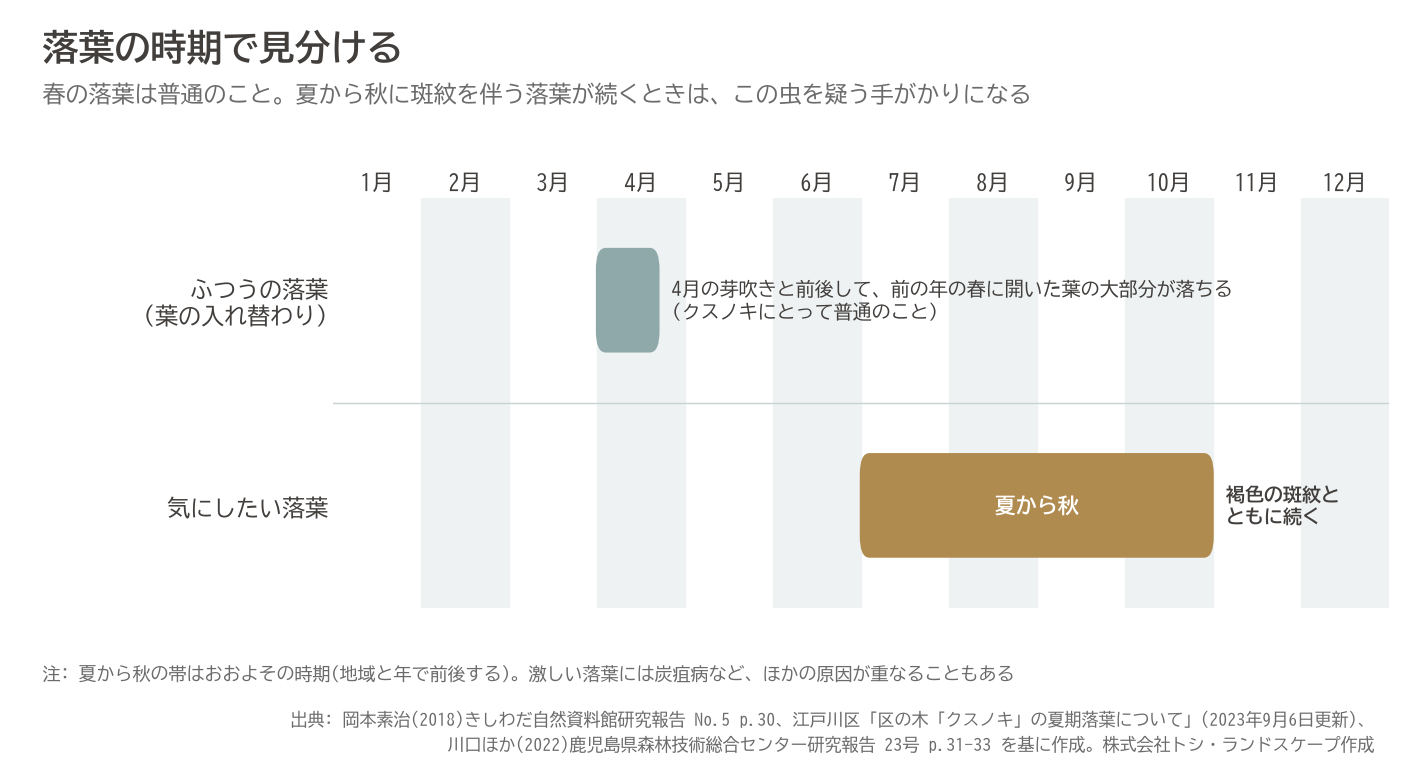 クスノキ 落葉 時期 春 葉の入れ替わり 夏 秋 斑紋 クスベニヒラタカスミカメ 見分け方 図