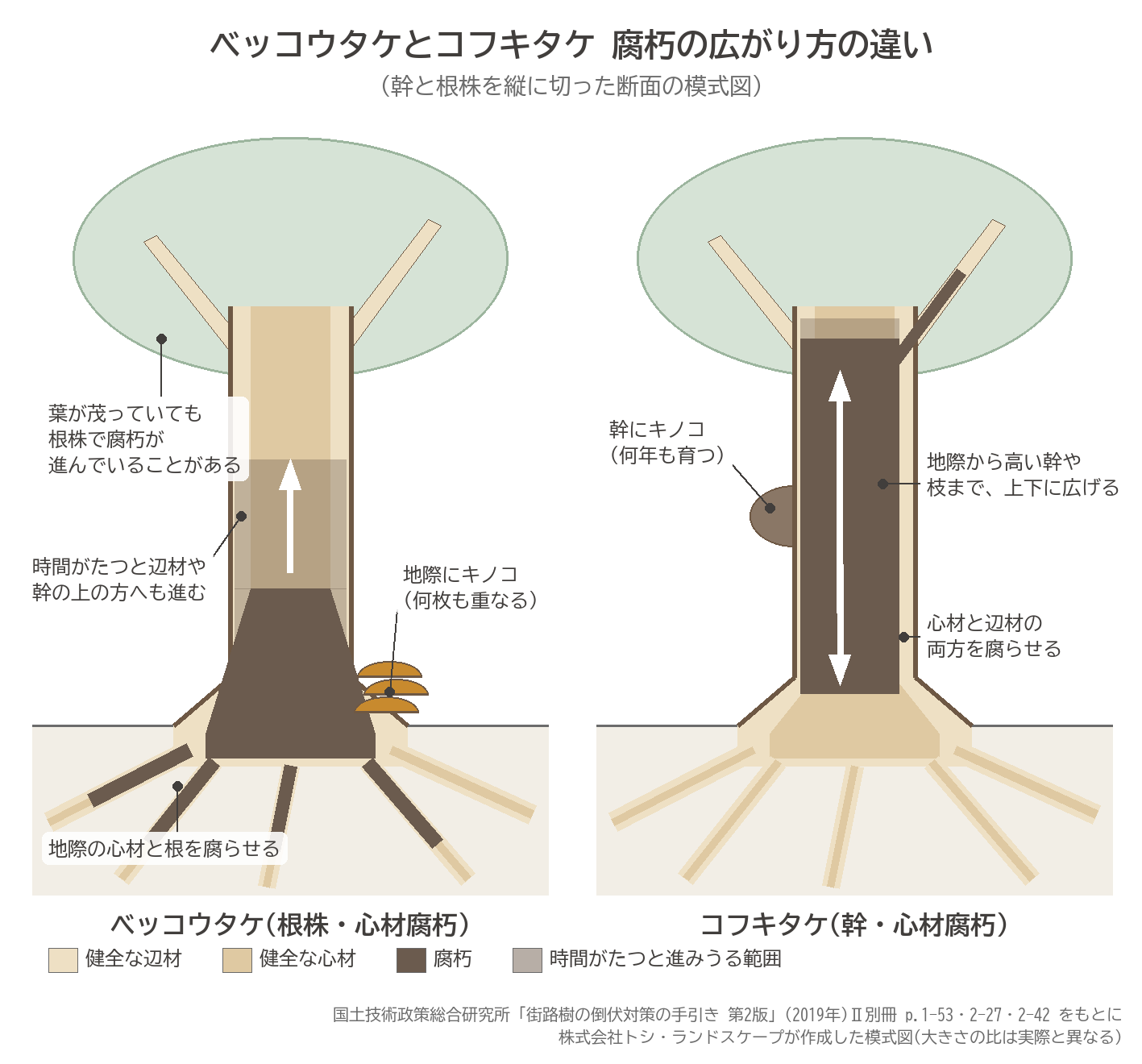ベッコウタケとコフキタケの腐朽の広がり方の違い 幹と根株の縦断面の模式図 ベッコウタケは地際の心材と根を腐らせ時間がたつと幹の上へ コフキタケは地際から高い幹や枝まで上下に広げる