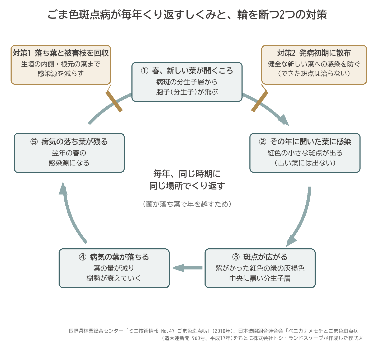 ごま色斑点病の伝染のしくみ 落ち葉の分生子層から春に胞子が飛び新しい葉に感染する循環と 落ち葉の回収と発病初期の散布で輪を断つ図