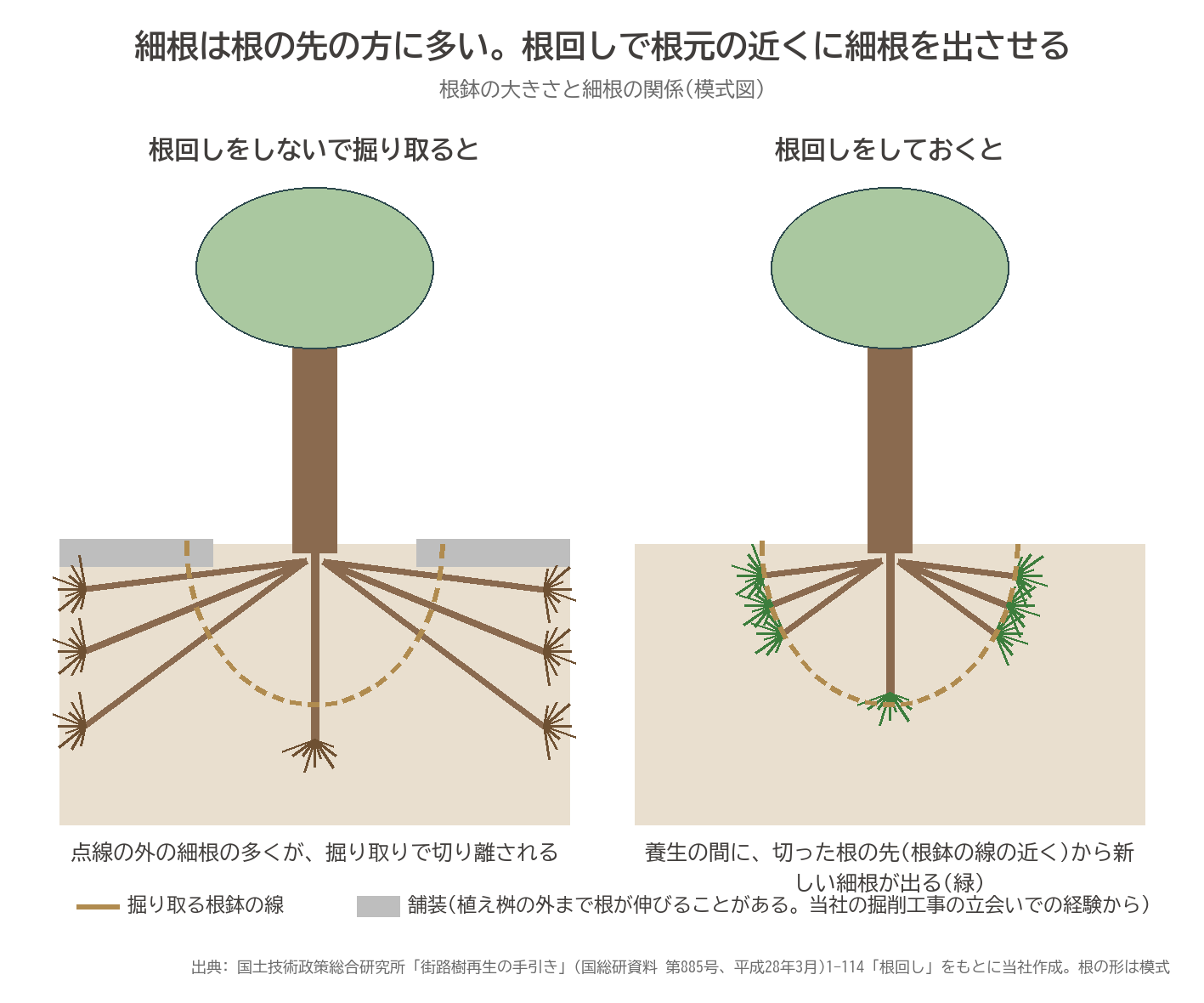 根鉢 細根 根回し 移植 街路樹 舗装 模式図