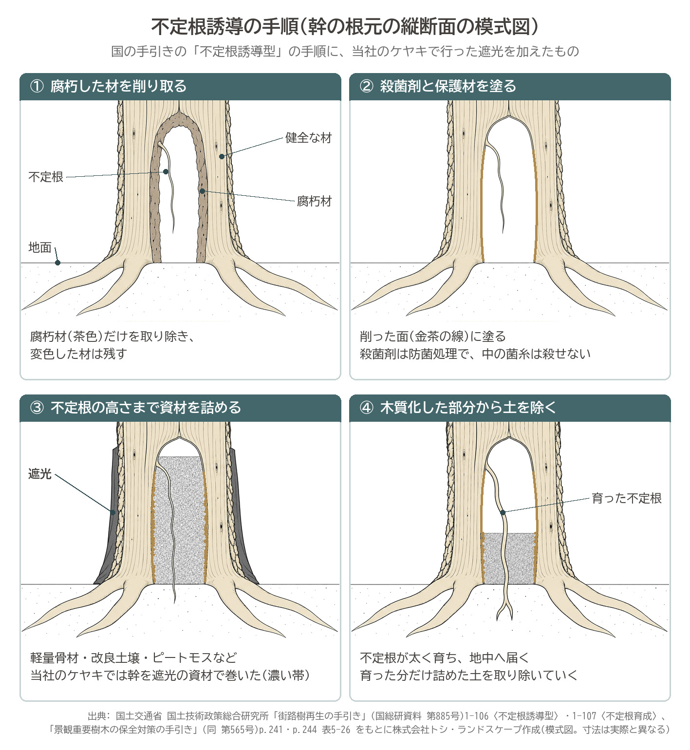 不定根誘導 手順 幹の根元 縦断面 模式図 ケヤキ 樹勢回復