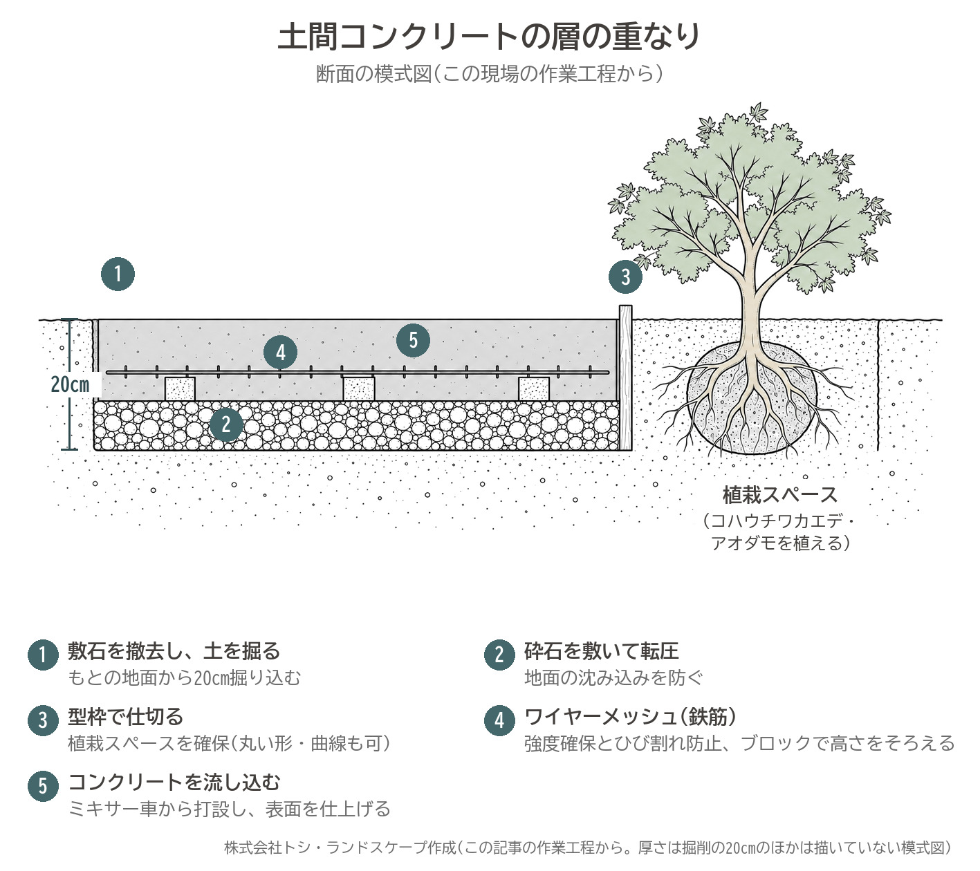 土間コンクリート 断面 模式図 植栽スペース 型枠 コハウチワカエデ アオダモ