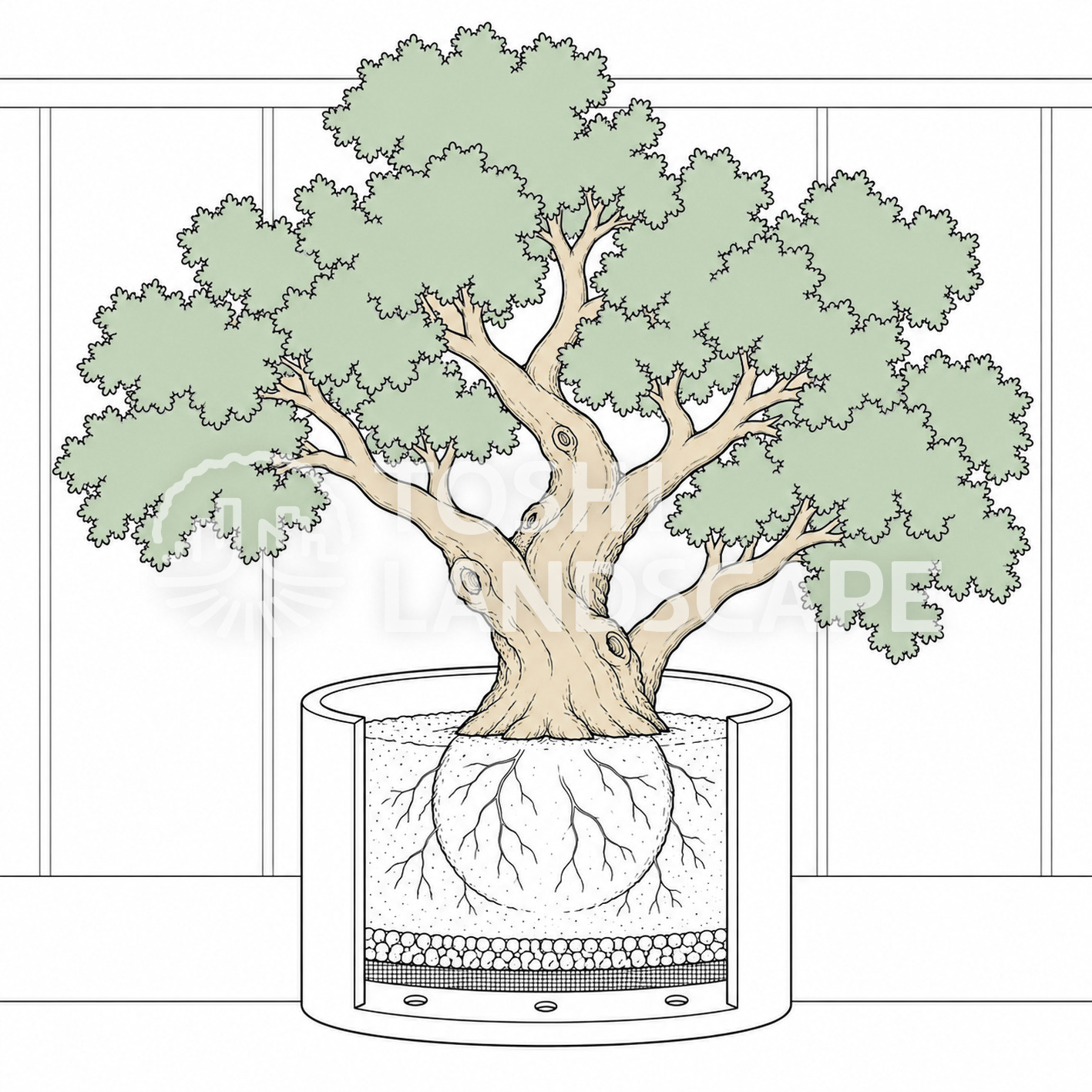 オリーブ プランター 断面 鉢底 排水 鉢底ネット 砂利 植栽土 根鉢 植え付け イラスト